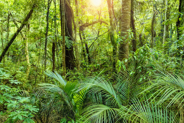 Fototapeta premium Lush Green Tropical Jungle background with the warm sun shining through