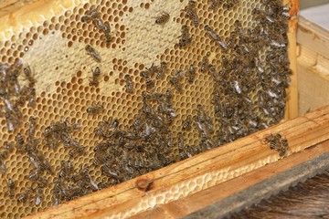 working bees on honey cells