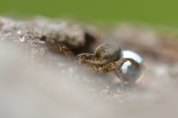 macro of a spider