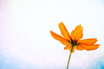 Yellow cosmos flower