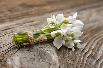 snowdrops bunch on wooden background