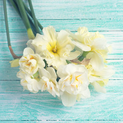 Fresh tender daffodils flowers