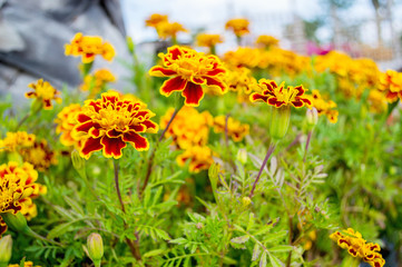 the yellow marigold in the garden thailand