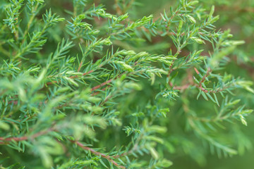 Fototapeta na wymiar pine branch on a green background