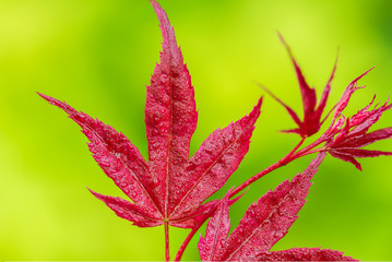 Obraz premium red in green