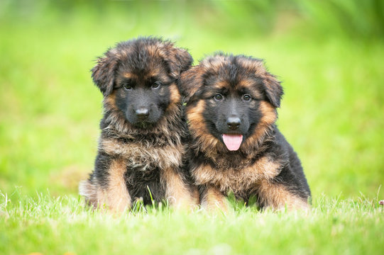 Two little german shepherd puppies sitting on the lawn