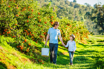 Happy father with his young son visiting citrus farm to pick