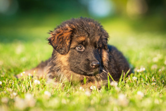 German shepherd puppy lying on the lawn with flowers