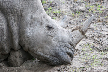Fototapeta premium Close-up of a white rhino