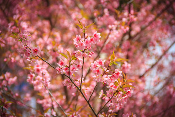 Japanese cherry blossom in spring