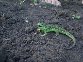 lizard