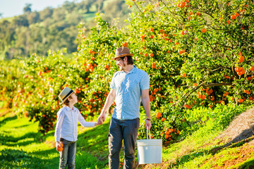 Happy father with his young son visiting citrus farm to pick