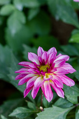 Closeup dahlia flower in garden