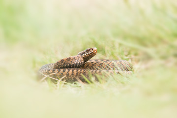 Viper snake lying in the grass