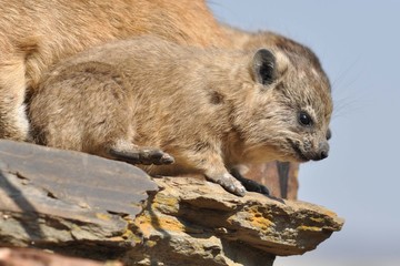 Prairie dog on a rock in Africa at a blue sky