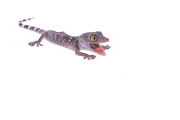 Naklejka premium Angry gecko lizard with mouth open isolated at a white background