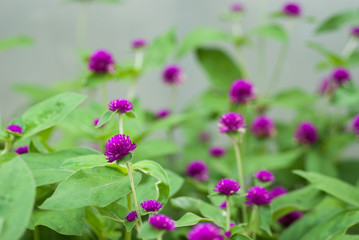 Obraz premium Globe amaranth or Gomphrena globosa flower