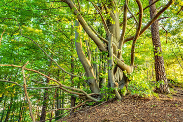 Summer Forrest Sunrise