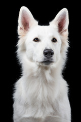 Portrait of a cute Swiss white shepherd at a black background