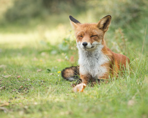 Lazy fox relaxing in the grass