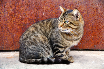 cat sitting on the porch at the door and waiting owner