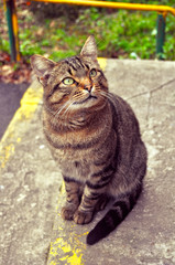 cat sitting on the porch at the door and waiting owner