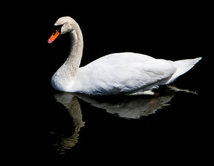 White swan