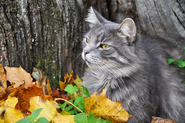 cat and fallen dry leaves, autumn
