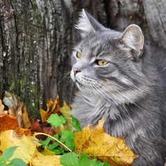 Naklejka na ściany i meble cat and fallen dry leaves, autumn