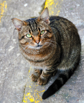 Cute tabby cat sitting on the pavement and looking up