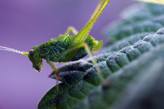 A young nimph of european katydids crickets Phaneroptera nana on a nettle leaf
