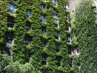 leafy facade