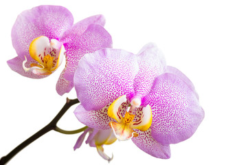 Obraz premium Beautiful orchid on white background 