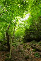 新緑に覆われた遊歩道（東京奥多摩の海澤の三滝）