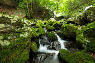 Naklejka na ściany i meble 苔に覆われた緑豊かな渓流（東京奥多摩の海澤の三滝）