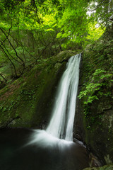滝と新緑（東京奥多摩の海澤の三滝の三ツ釜ノ滝）