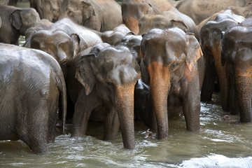 Elephant herd in river