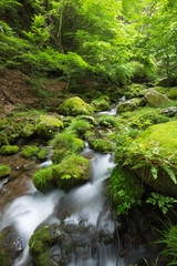 渓流と新緑（東京奥多摩の海澤の三滝）