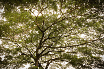 Fototapeta premium Vintage tree , wood on sunlight backgroung