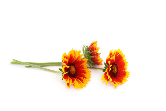 Kokardenblumen