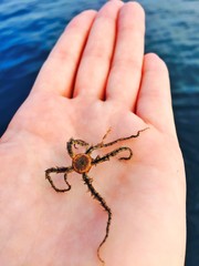 Starfish