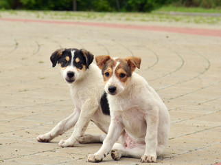 Two puppies sitting looking straight