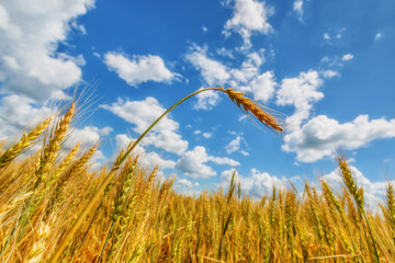 Obraz premium Wheat ears