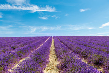 Obraz na płótnie Canvas Blossoming lavender fields in Provence, France.