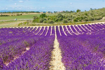 Blossoming lavender fields in Provence, France.