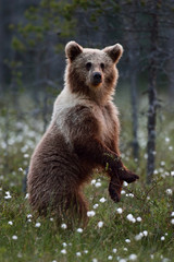 Obraz premium Brown bear standing in the bog