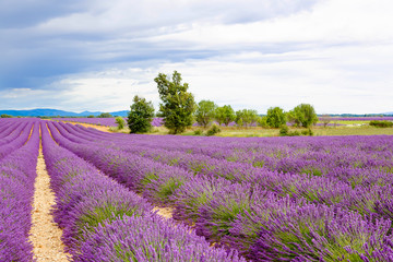 Naklejka na ściany i meble Blossoming lavender fields in Provence, France.