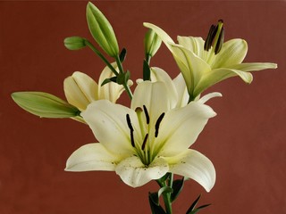 yellow lily against brown background
