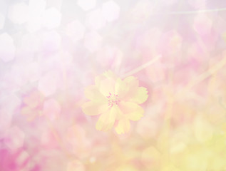 Obraz premium Cosmos flower in motion blur, with gragient filter effect