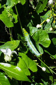 Green worm